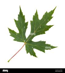 Attēlu rezultāti vaicājumam “Acer saccharinum leaf”