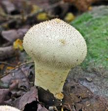 Attēlu rezultāti vaicājumam “Lycoperdon perlatum”