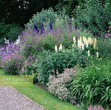 Attēlu rezultāti vaicājumam “Galega orientalis flower”