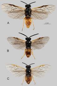 Attēlu rezultāti vaicājumam “Euura brevicornis larva”