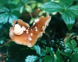 Attēlu rezultāti vaicājumam “Podostroma leucopus”