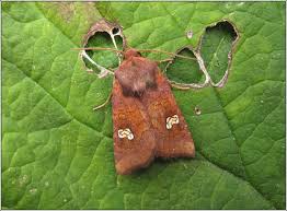 Attēlu rezultāti vaicājumam “Amphipoea”