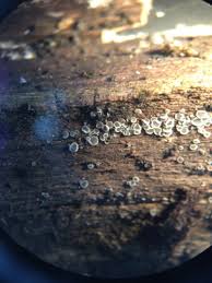 Attēlu rezultāti vaicājumam “Mollisia amenticola”