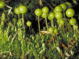 Attēlu rezultāti vaicājumam “Bryum pallescens sporophyte”