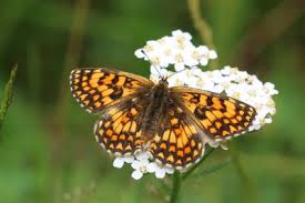 Attēlu rezultāti vaicājumam “Mellicta athalia underside”