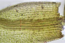 Attēlu rezultāti vaicājumam “Gymnostomum aeruginosum”