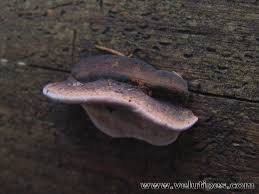 Attēlu rezultāti vaicājumam “Fomitopsis rosea”
