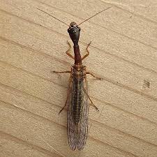 Attēlu rezultāti vaicājumam “Raphidioptera”