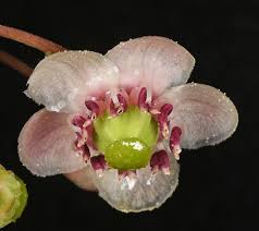 Attēlu rezultāti vaicājumam “Chimaphila umbellata”