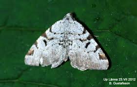 Attēlu rezultāti vaicājumam “Macaria wauaria”