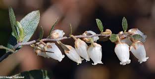 Attēlu rezultāti vaicājumam “Chamaedaphne calyculata flower”