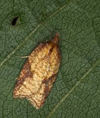 Attēlu rezultāti vaicājumam “Acleris aspersana”