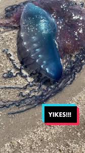 Attēlu rezultāti vaicājumam “Polypogon tentacularius male”