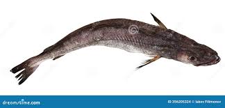 Image result for Merluccius merluccius