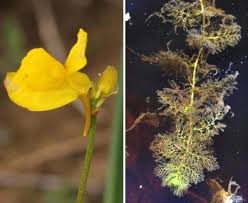 Attēlu rezultāti vaicājumam “Utricularia intermedia bud”