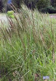 Attēlu rezultāti vaicājumam “Calamagrostis stricta”