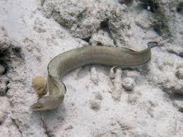 Image result for Gymnothorax vicinus