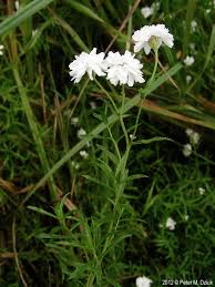 Image result for Achillea Ptarmica