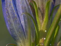 Attēlu rezultāti vaicājumam “Maculinea alcon eggs”