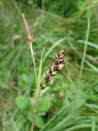 Attēlu rezultāti vaicājumam “Carex panicea”