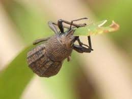 Image result for Coleoptera Curculionoidea