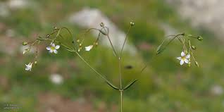 Attēlu rezultāti vaicājumam “Linum catharticum flower”