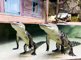 Attēlu rezultāti vaicājumam “Reptilia”