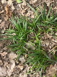 Attēlu rezultāti vaicājumam “Carex sylvatica”