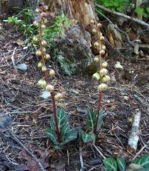 Attēlu rezultāti vaicājumam “Pyrolaceae”