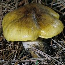 Attēlu rezultāti vaicājumam “Tricholoma flavovirens”