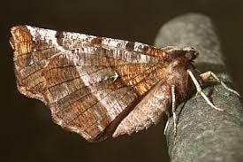 Attēlu rezultāti vaicājumam “Selenia dentaria”