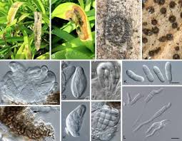 Attēlu rezultāti vaicājumam “Mycosphaerella millegrana”