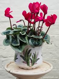 Image result for Cyclamen persicum