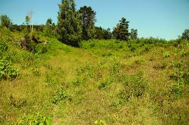 Attēlu rezultāti vaicājumam “Zygaena minos”