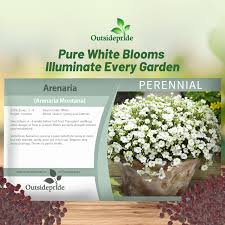 Attēlu rezultāti vaicājumam “Potentilla arenaria bud”