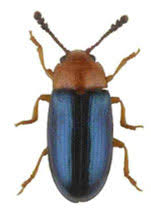 Attēlu rezultāti vaicājumam “Tetratoma ancora”