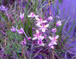 Attēlu rezultāti vaicājumam “Butomus umbellatus bud”