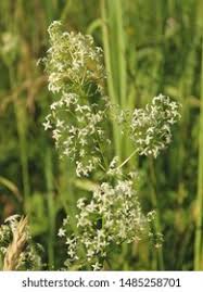 Attēlu rezultāti vaicājumam “Galium album flower”