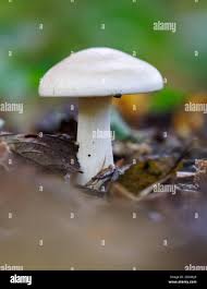 Attēlu rezultāti vaicājumam “Clavulinopsis cinerioides”