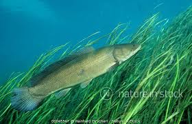 Image result for Amia calva