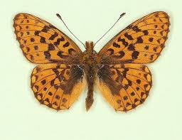 Attēlu rezultāti vaicājumam “Boloria eunomia upperside”