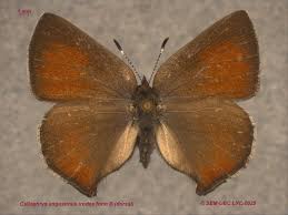 Attēlu rezultāti vaicājumam “Lycaeniinae”