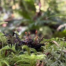 Attēlu rezultāti vaicājumam “Heyderia abietis”