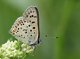 Attēlu rezultāti vaicājumam “Lycaena tityrus female”