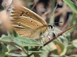 Attēlu rezultāti vaicājumam “Agrodiaetus damon”