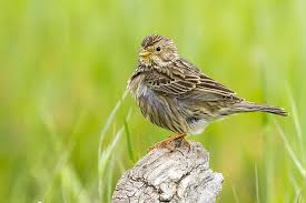 Image result for Emberiza calandra