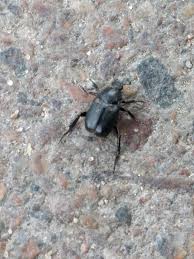 Attēlu rezultāti vaicājumam “Hoplia graminicola”