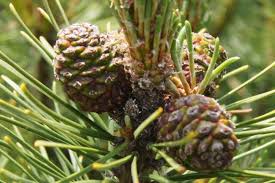 Attēlu rezultāti vaicājumam “Pinus mugo fruit”