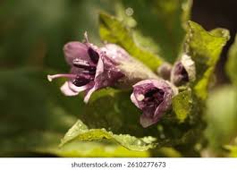 Attēlu rezultāti vaicājumam “Scopolia carniolica flower”