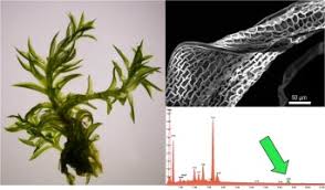 Attēlu rezultāti vaicājumam “Dicranum undulatum”